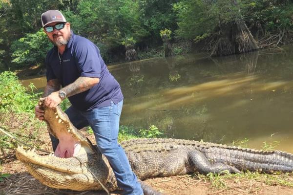 texas alligator captured