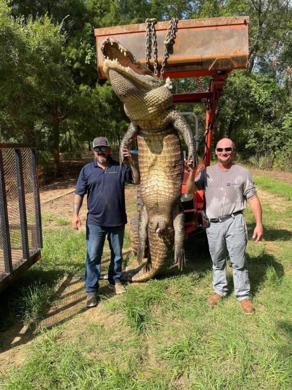 texas alligator