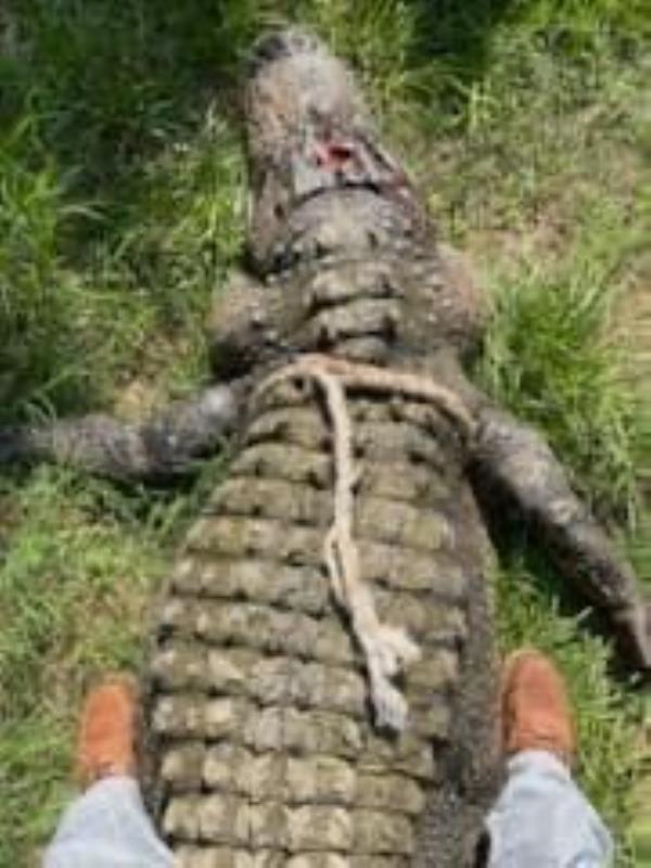 It took four 800-pound paracords to bring the gator up to the surface of the water.